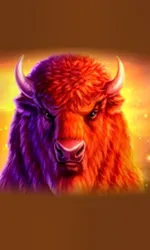Buffalo 50